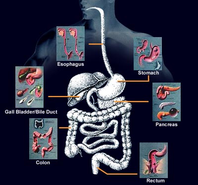 Diagram of the Body