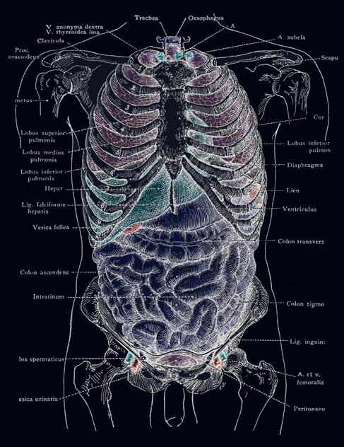 Diagram of the Body