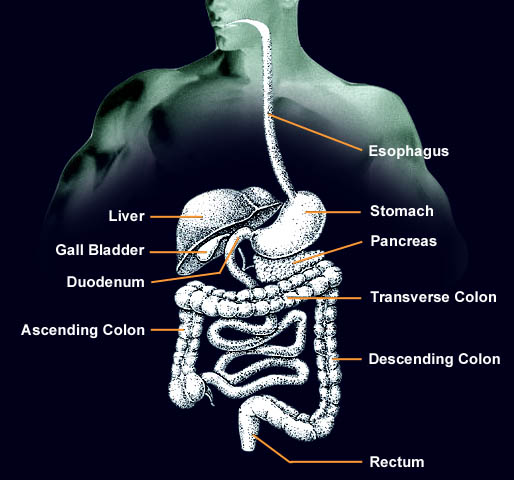 Diagram of the Body