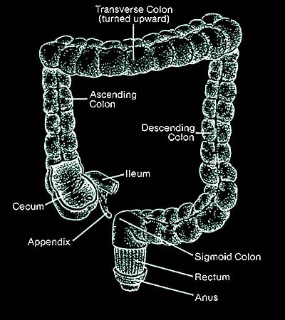 Colon/Rectum